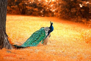 乌克兰代表团喜获金牌，成就卓越